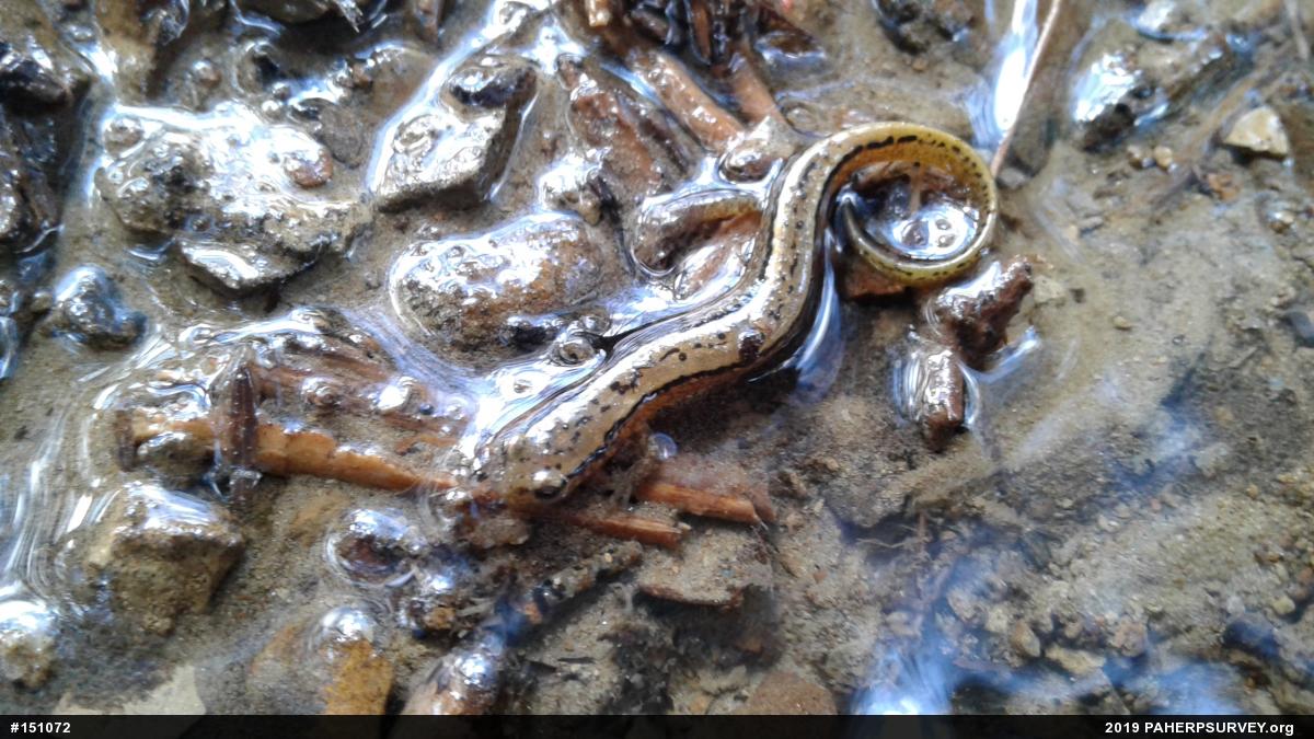 Northern Two-lined Salamander
