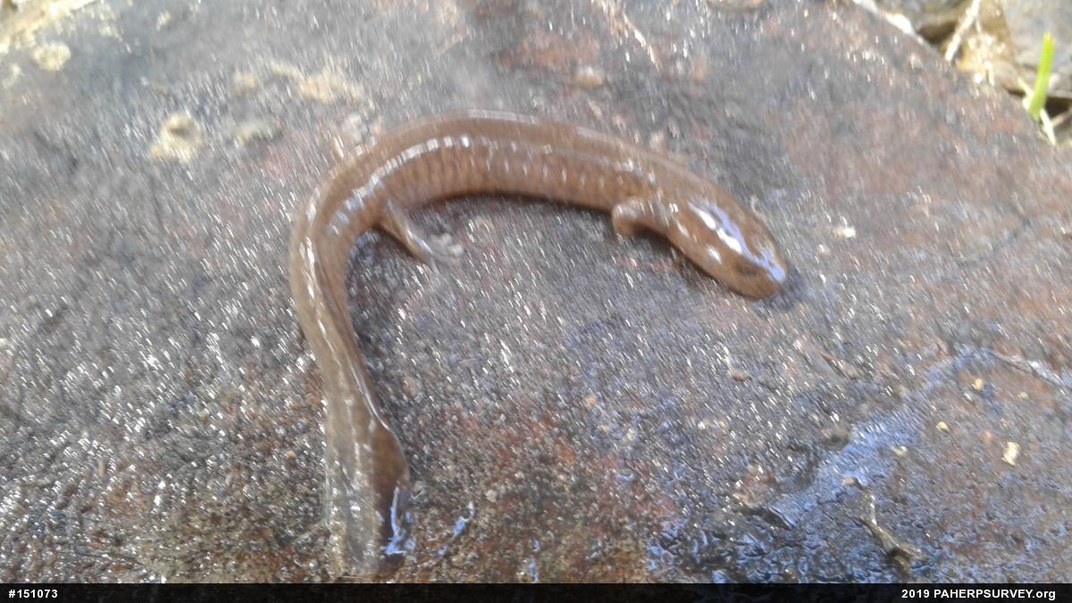 Northern Spring Salamander