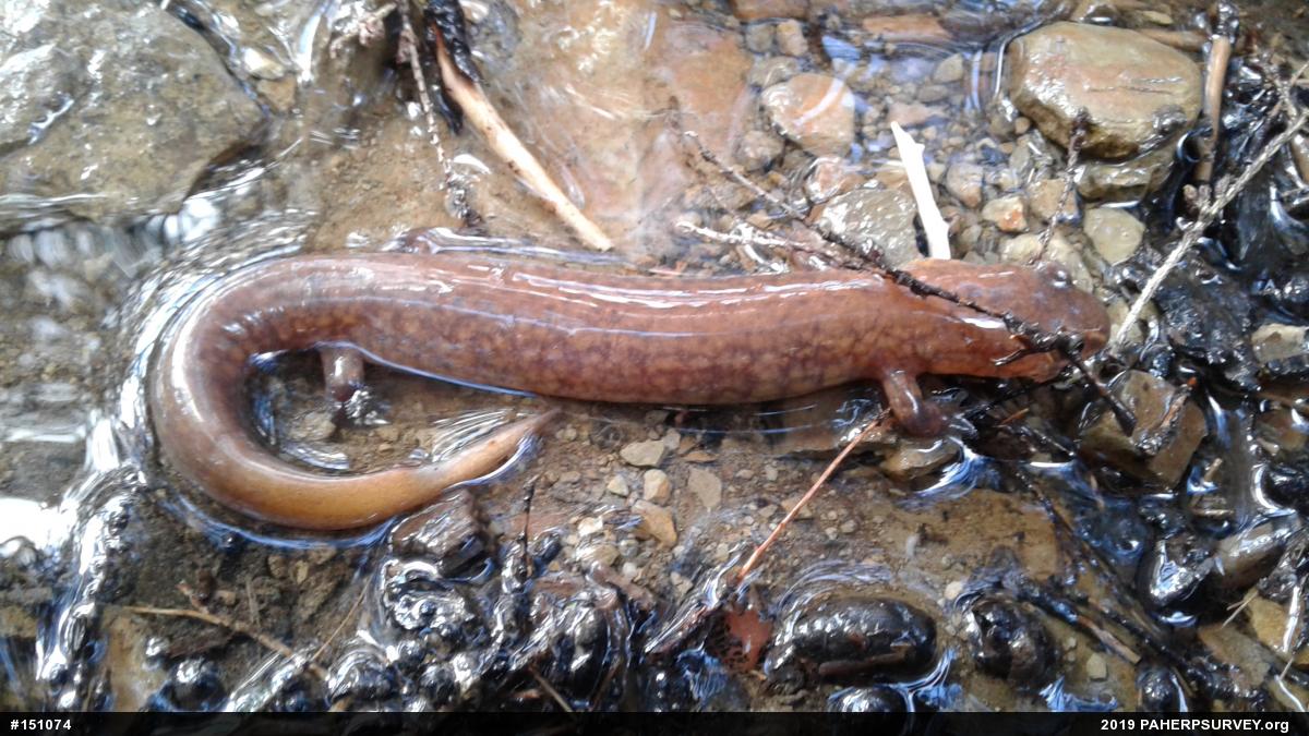 Northern Spring Salamander