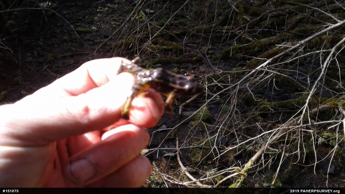 Pickerel Frog