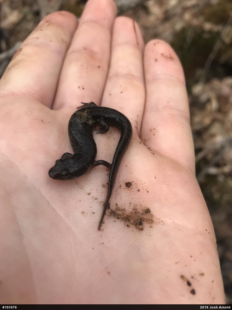 Northern Dusky Salamander