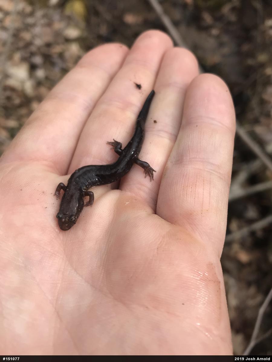 Allegheny Mountain Dusky Salamander
