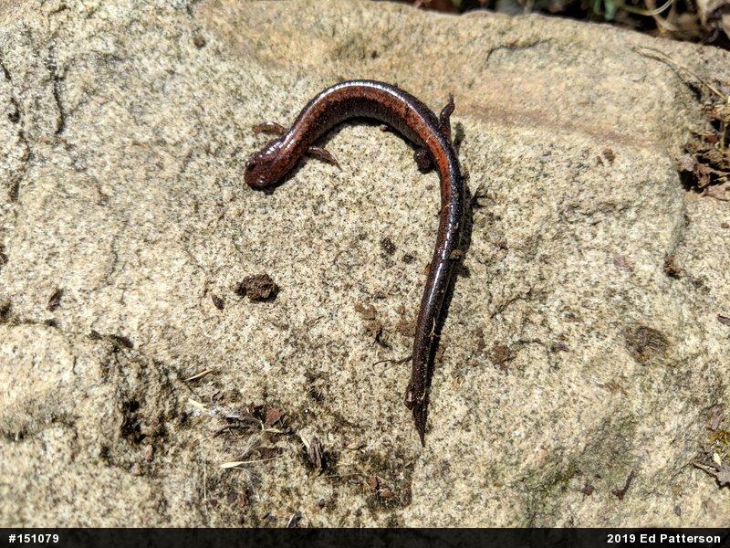 Eastern Red-backed  Salamander