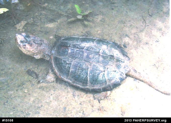 Snapping Turtle