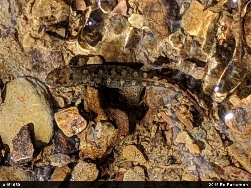 Seal Salamander