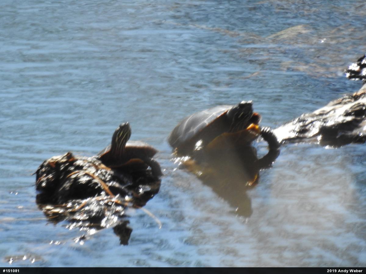 Painted Turtle