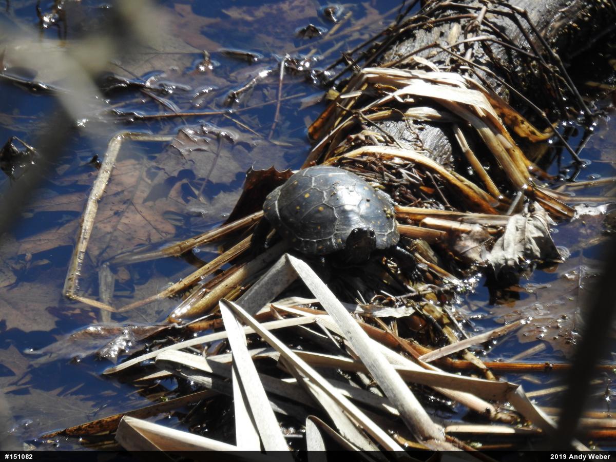 Spotted Turtle
