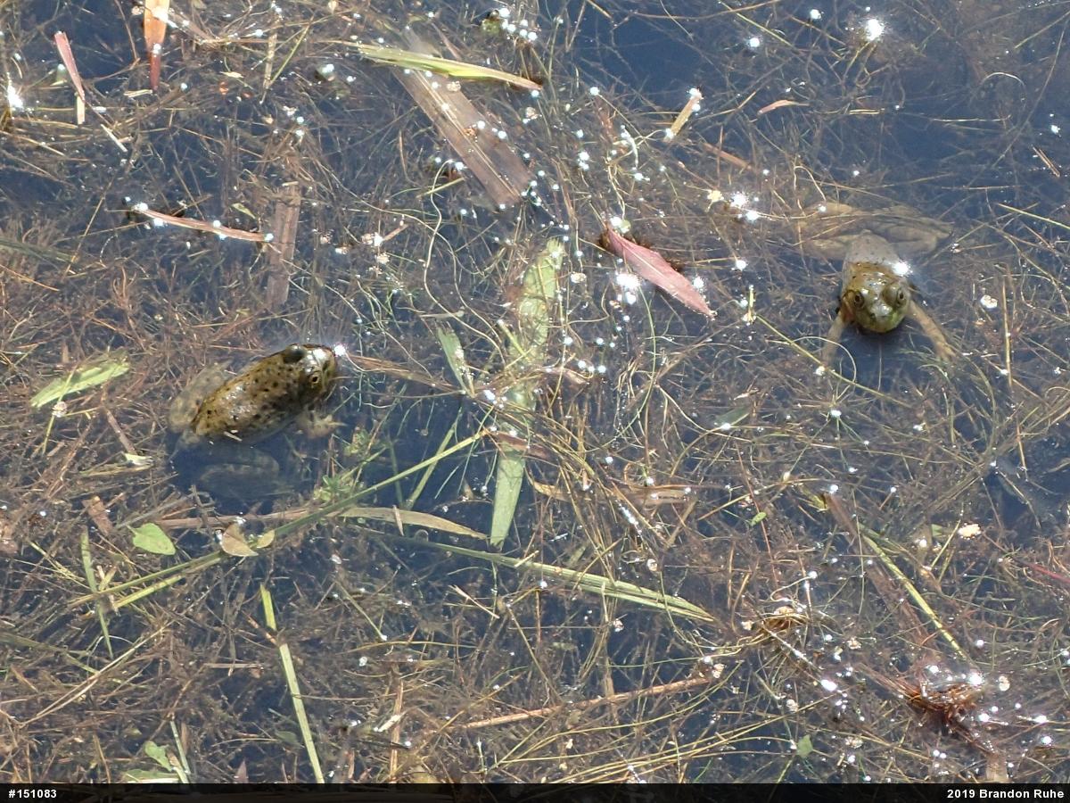 American Bullfrog