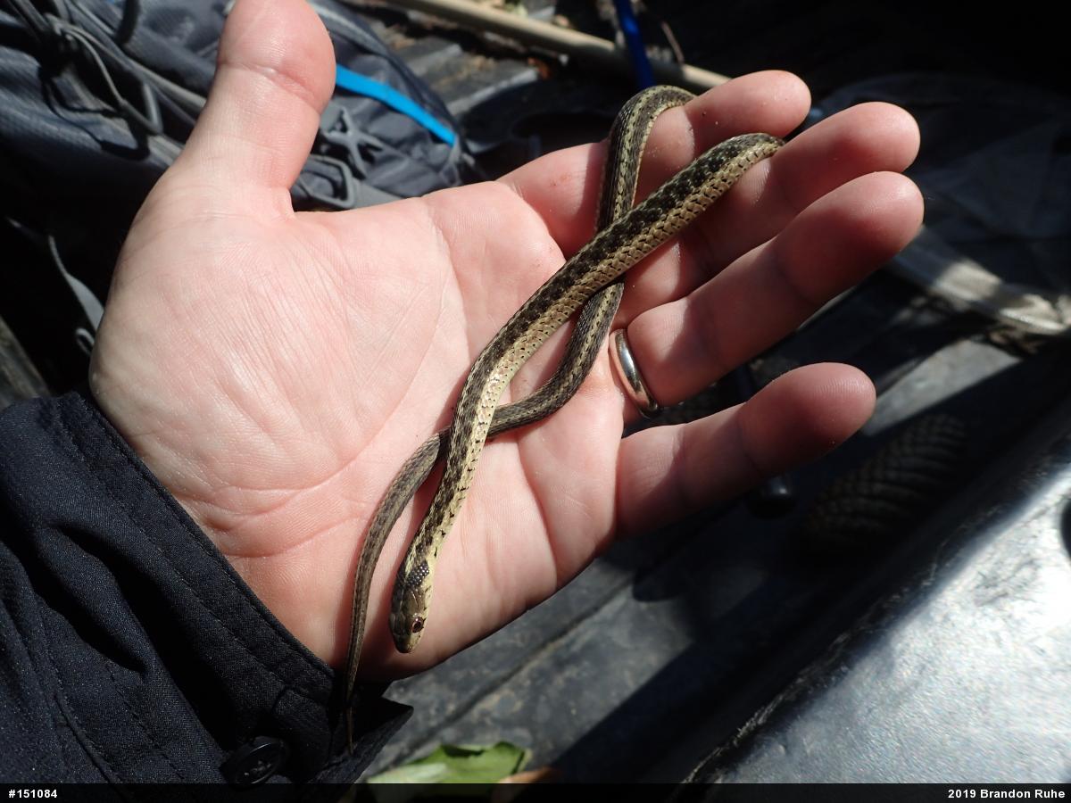 Eastern Gartersnake