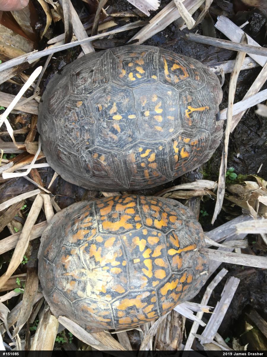 Eastern Box Turtle