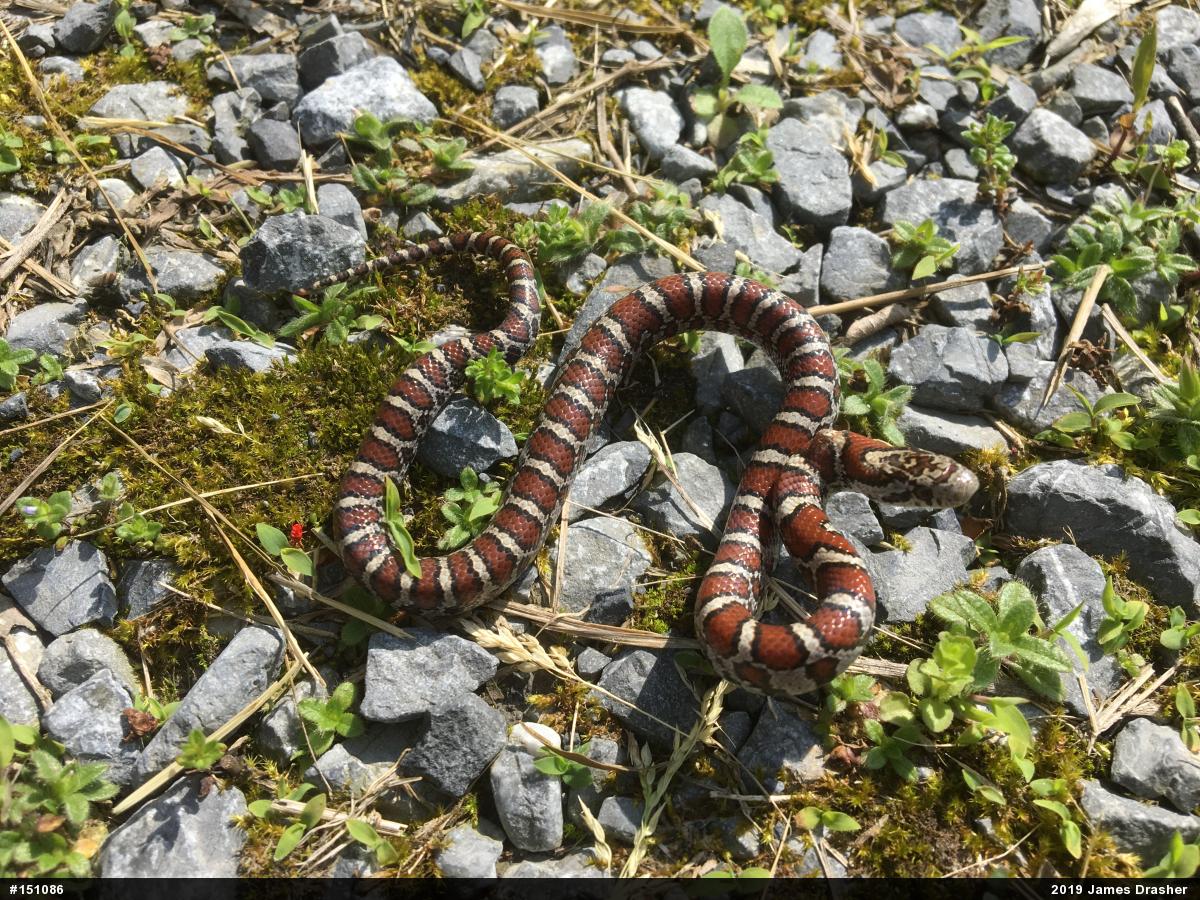Eastern Milksnake