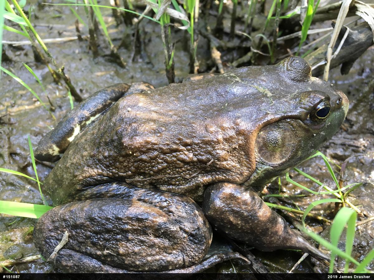 American Bullfrog