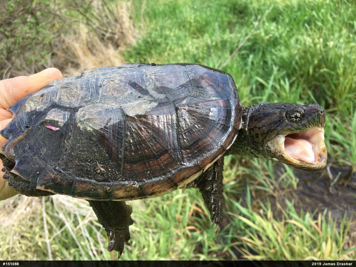 Snapping Turtle