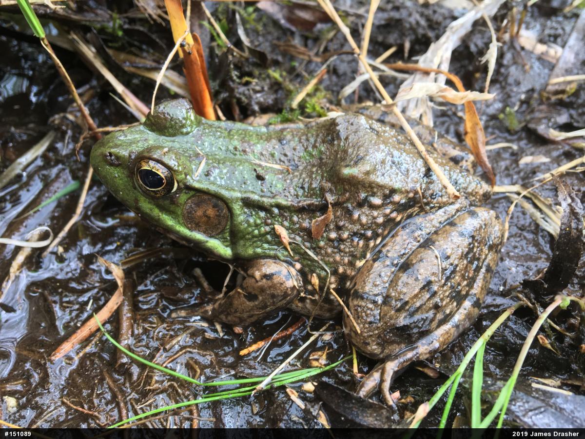 Green Frog