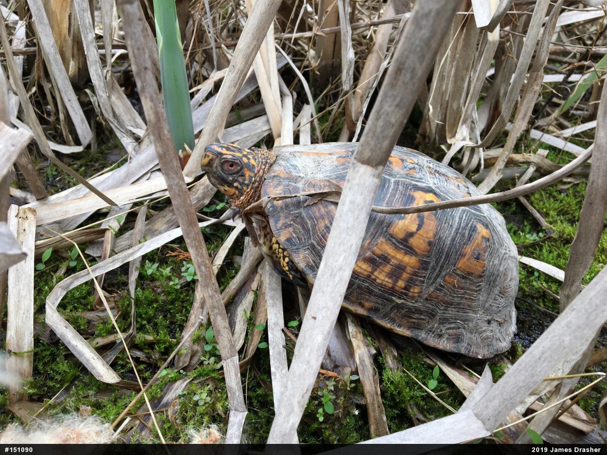 Eastern Box Turtle