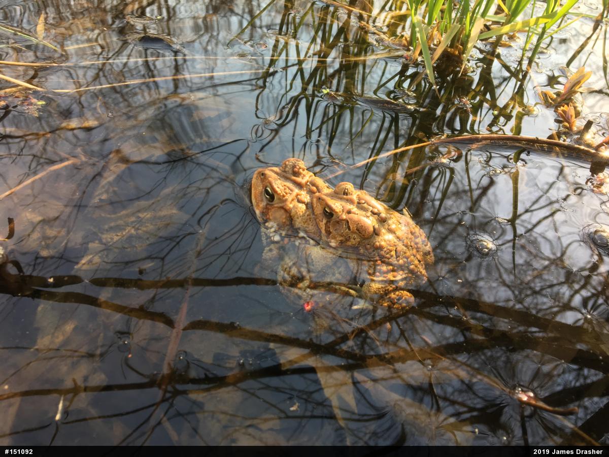 Eastern American Toad