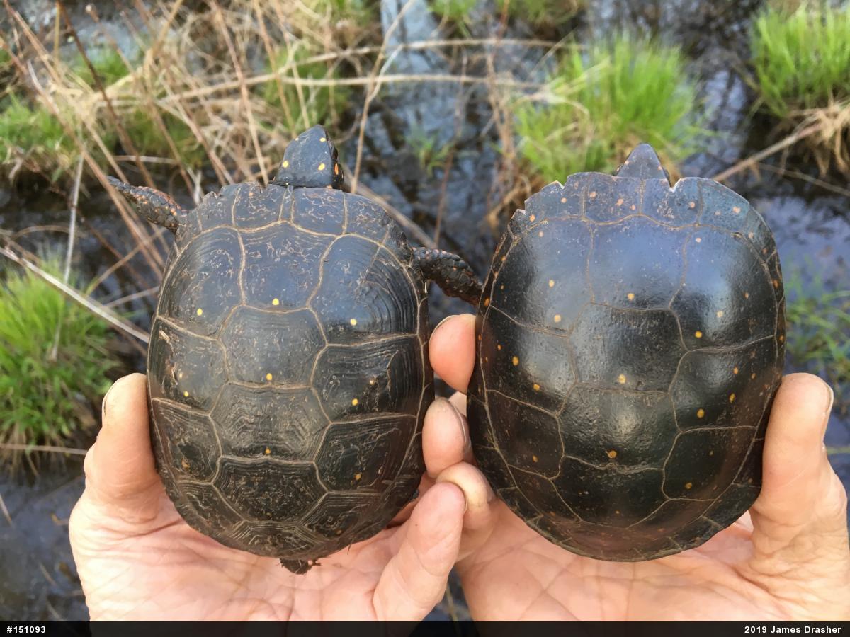 Spotted Turtle