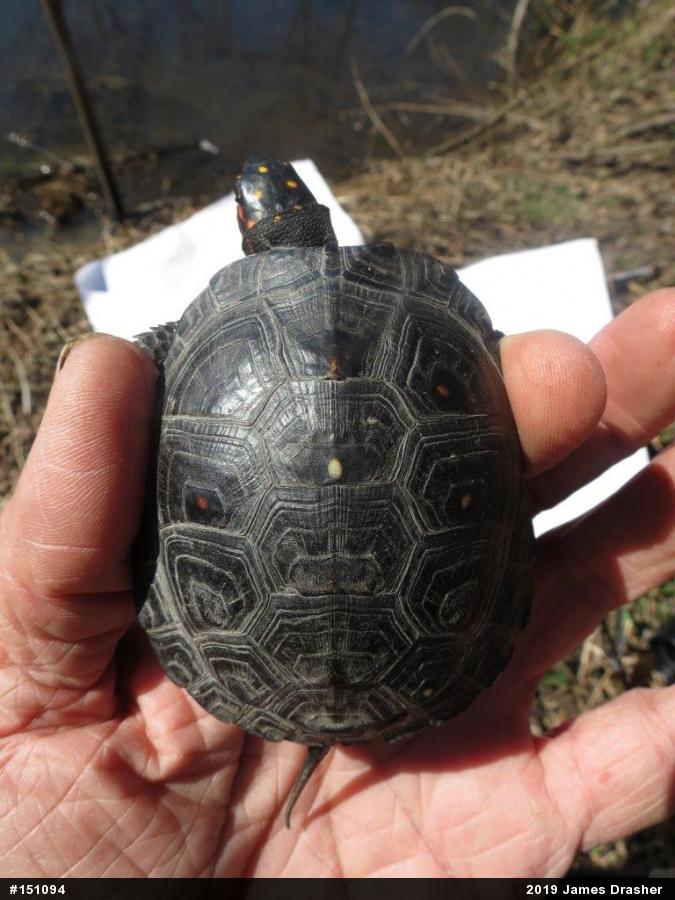 Spotted Turtle