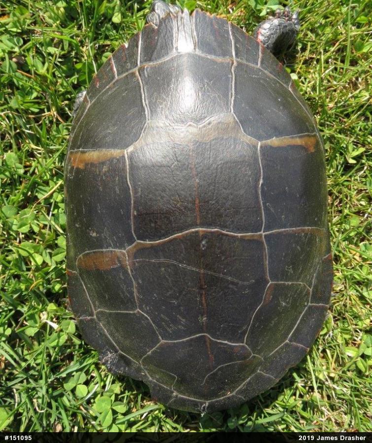 Painted Turtle