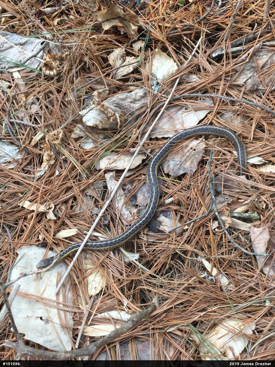 Eastern Gartersnake