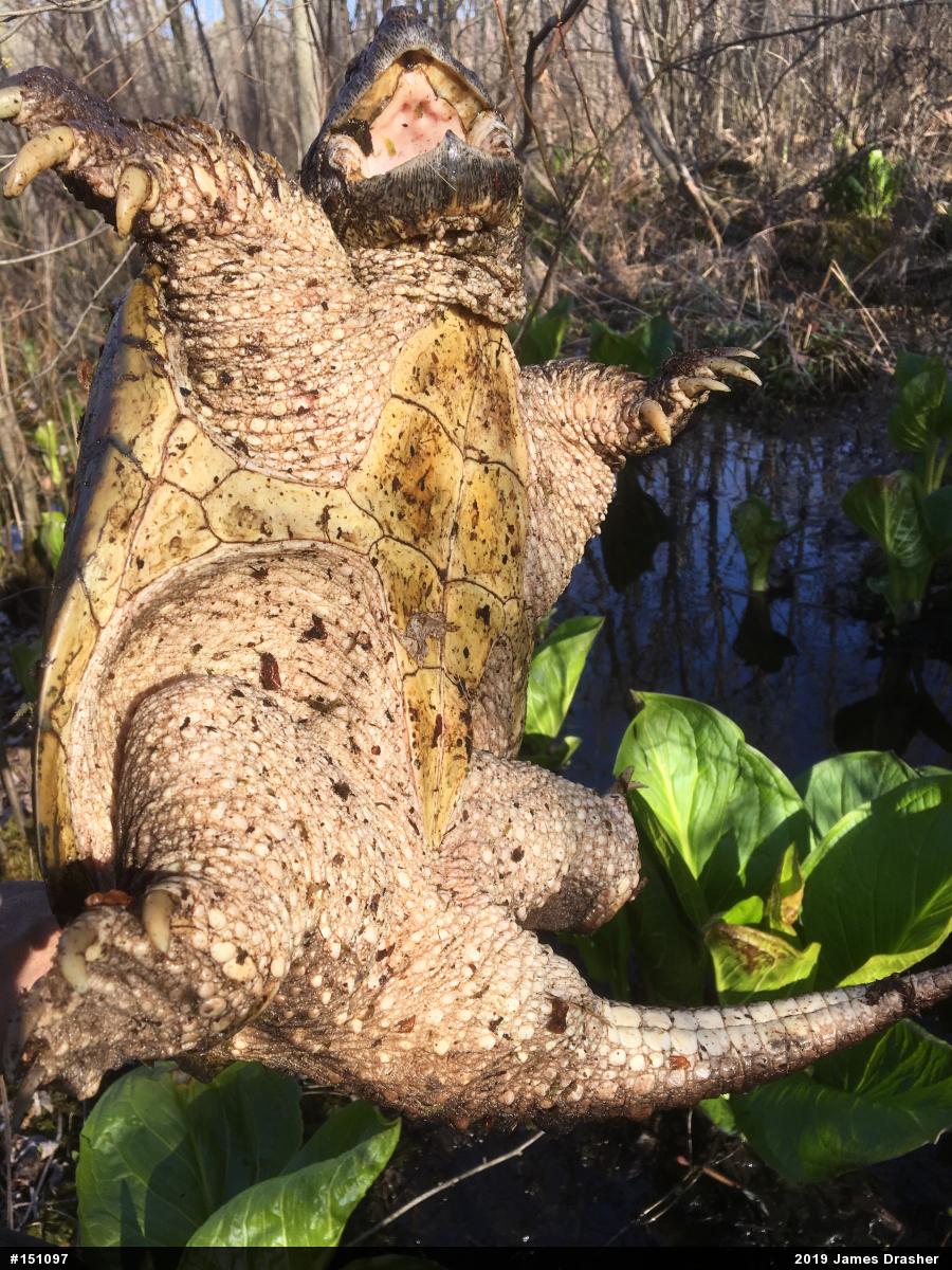 Snapping Turtle