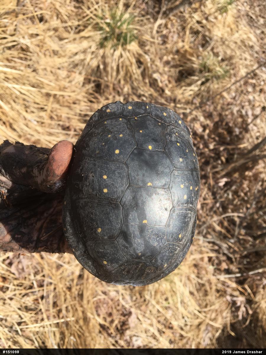 Spotted Turtle