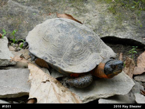 Wood Turtle