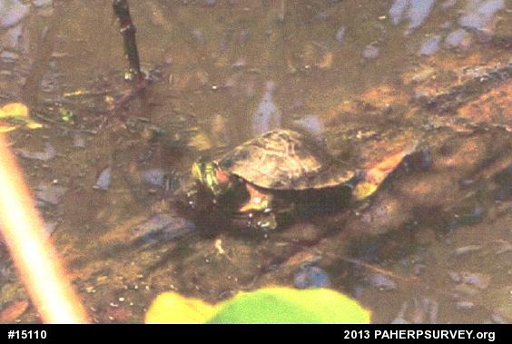 Red-eared Slider