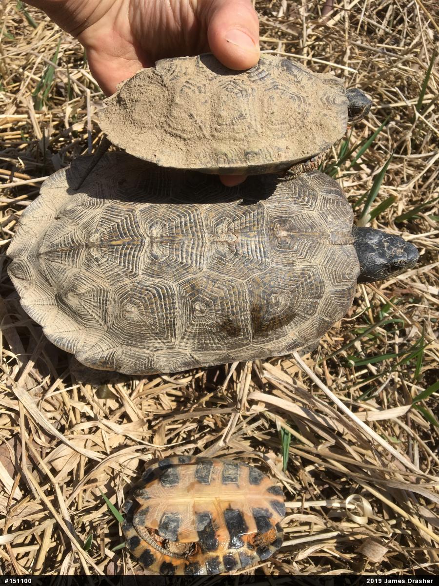 Wood Turtle
