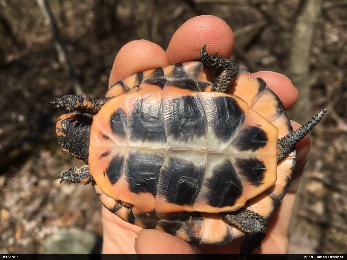 Spotted Turtle
