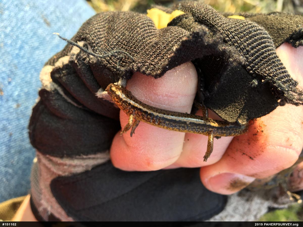 Northern Two-lined Salamander