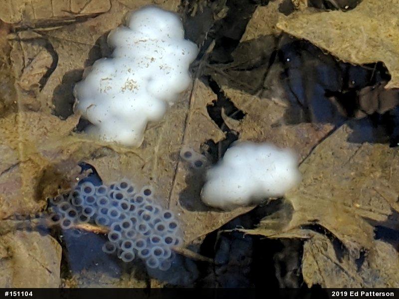 Spotted Salamander