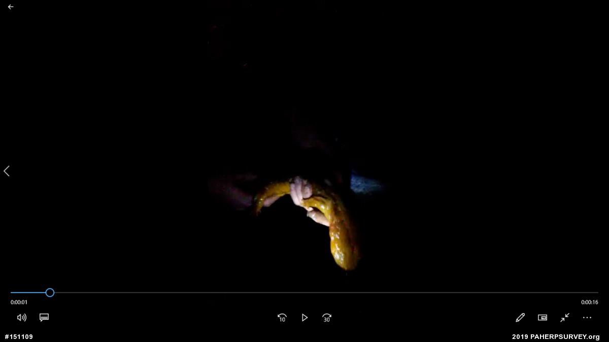 Eastern Hellbender