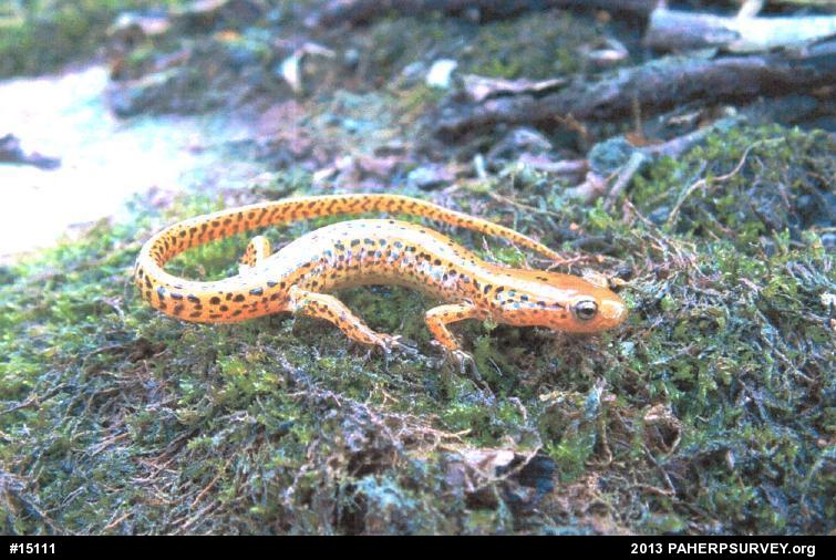 Eastern Long-tailed Salamander