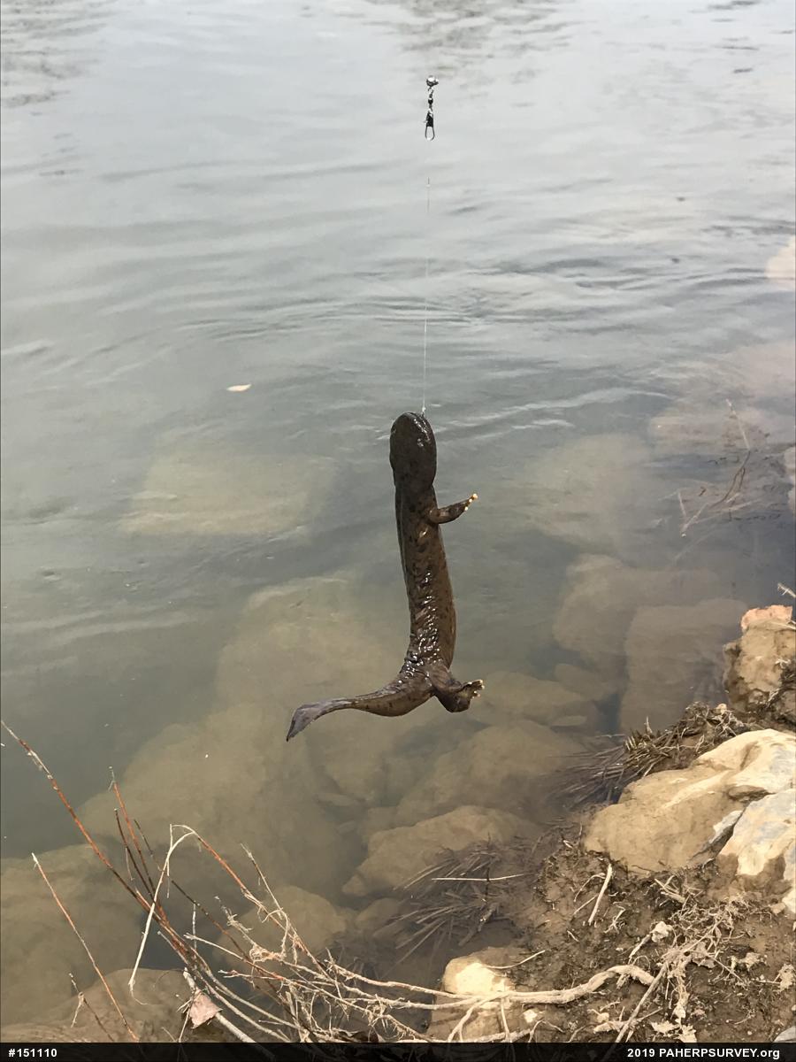 Eastern Hellbender