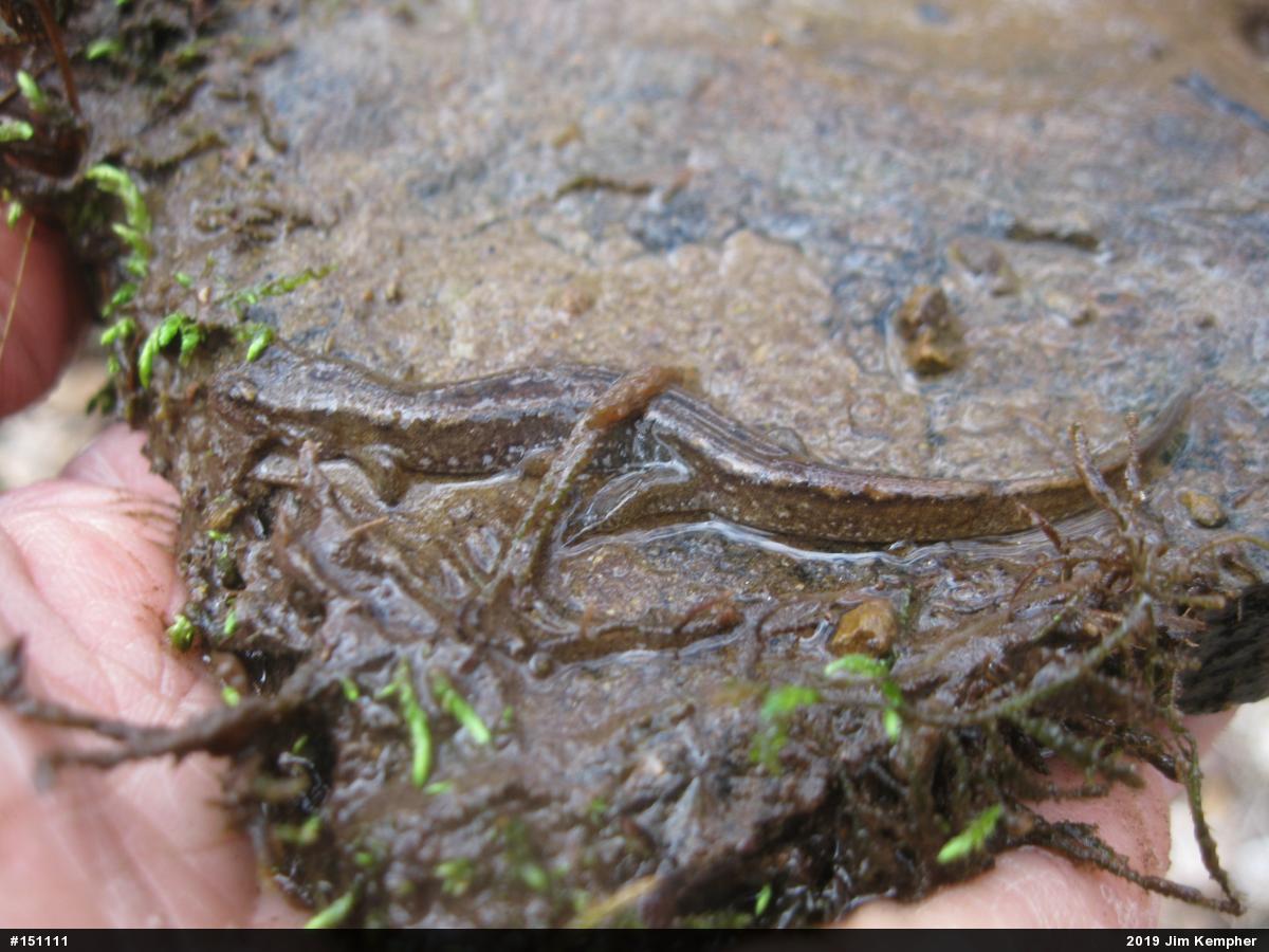 Northern Dusky Salamander