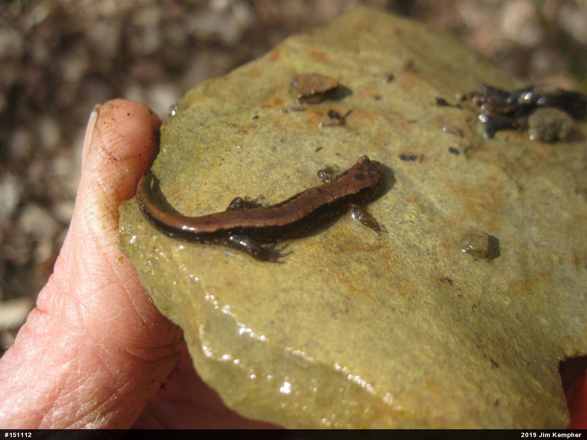 Allegheny Mountain Dusky Salamander