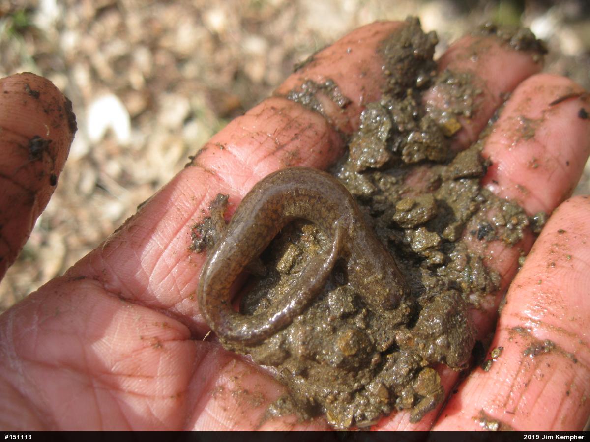 Northern Spring Salamander