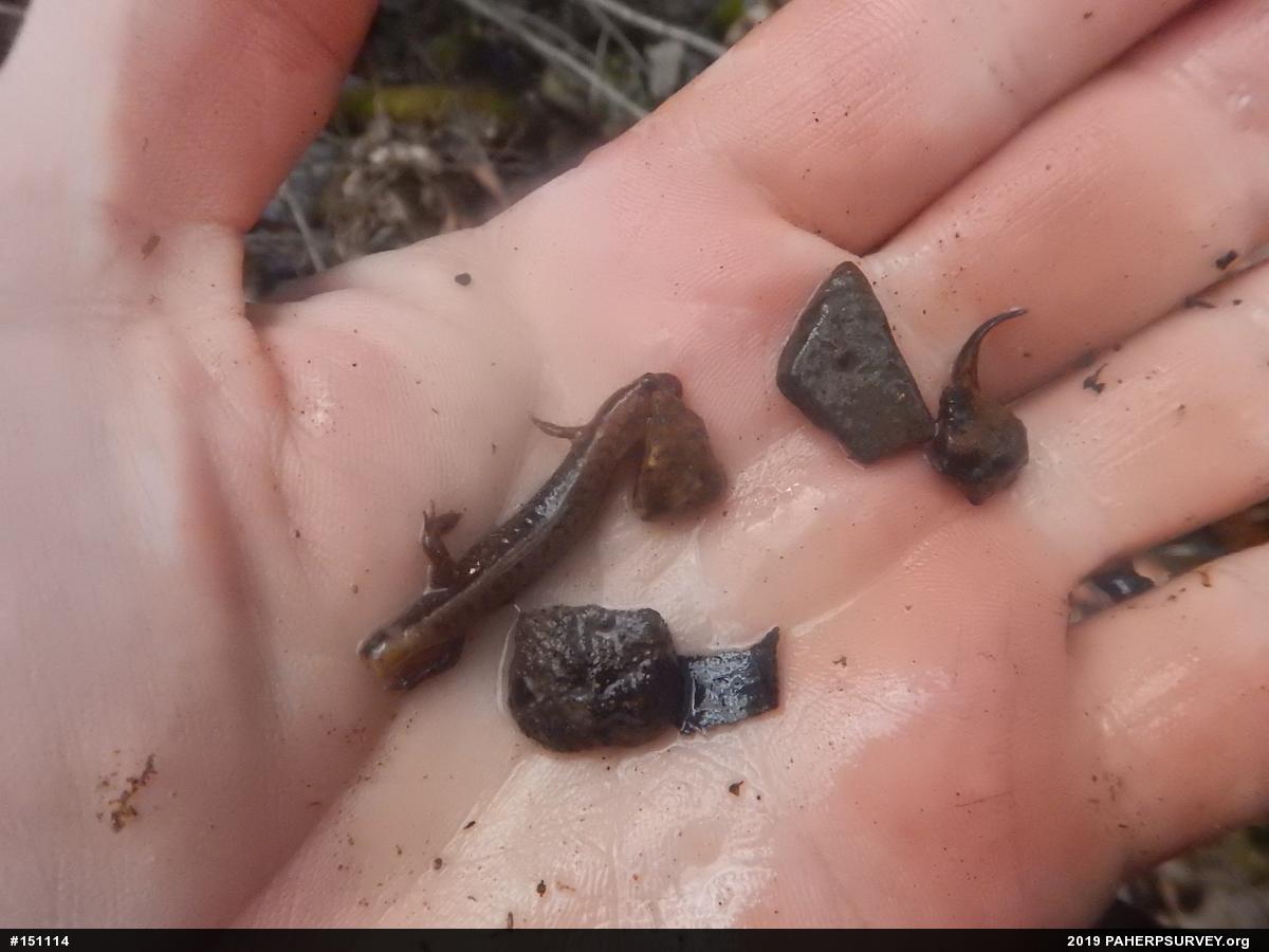 Allegheny Mountain Dusky Salamander