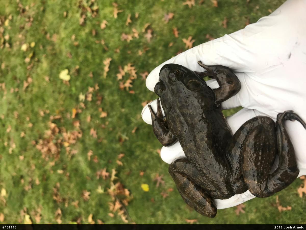 American Bullfrog