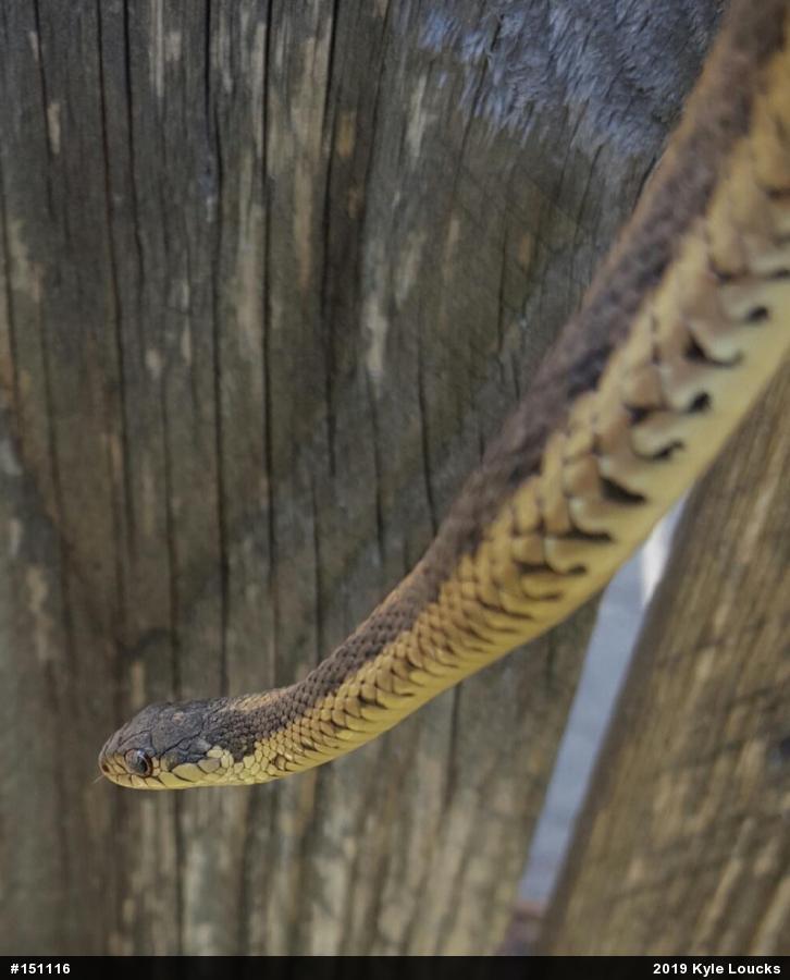 Eastern Gartersnake