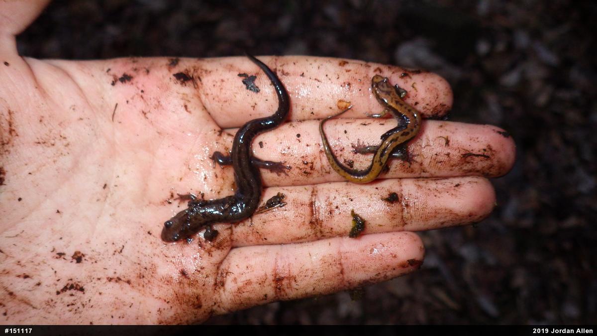 Allegheny Mountain Dusky Salamander