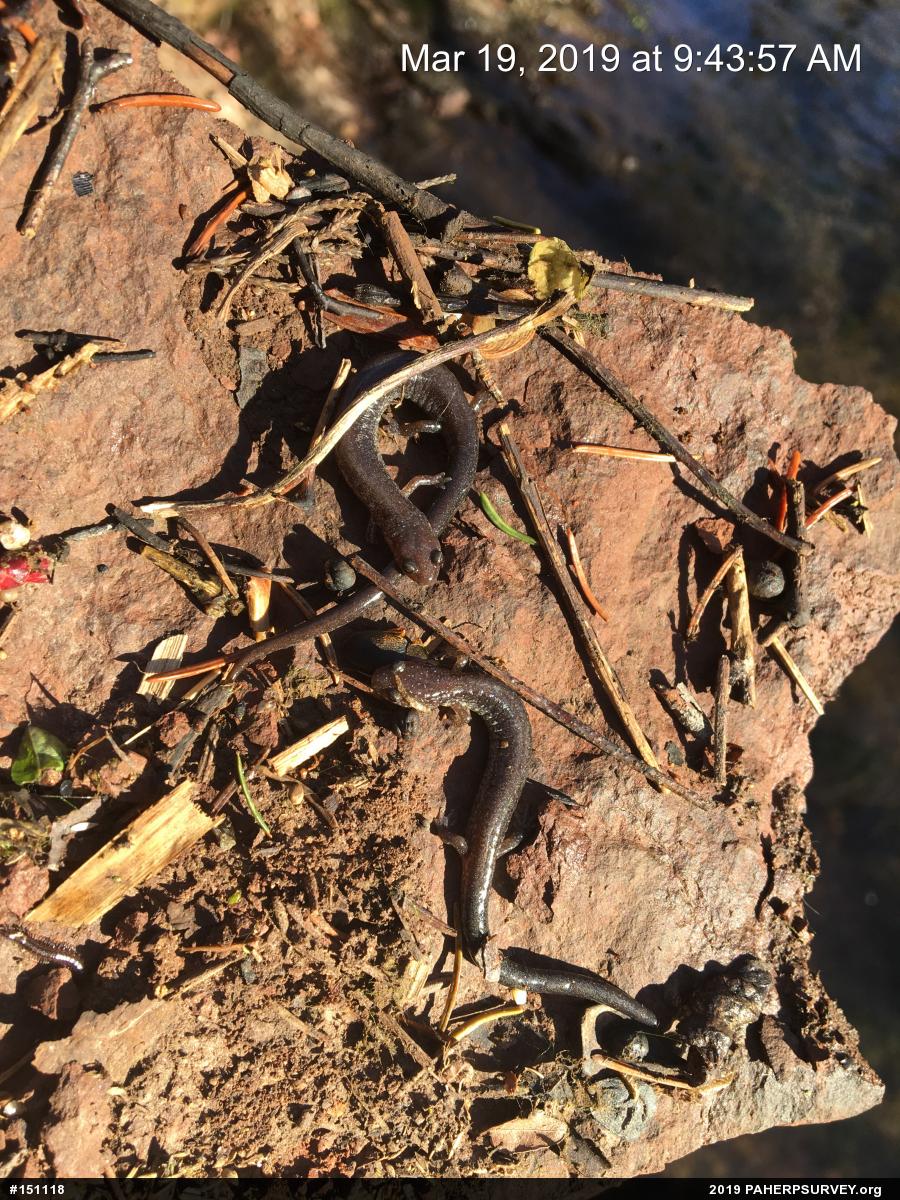 Eastern Red-backed  Salamander