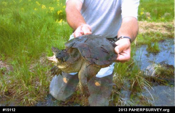 Snapping Turtle