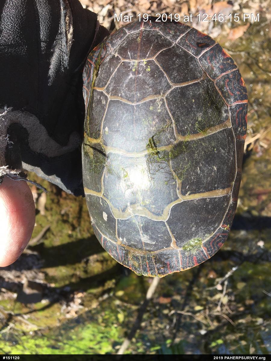 Eastern Painted Turtle