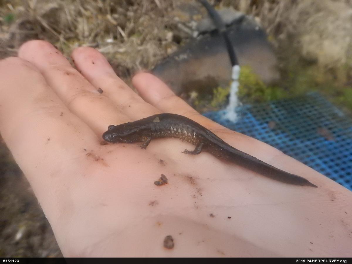 Northern Dusky Salamander