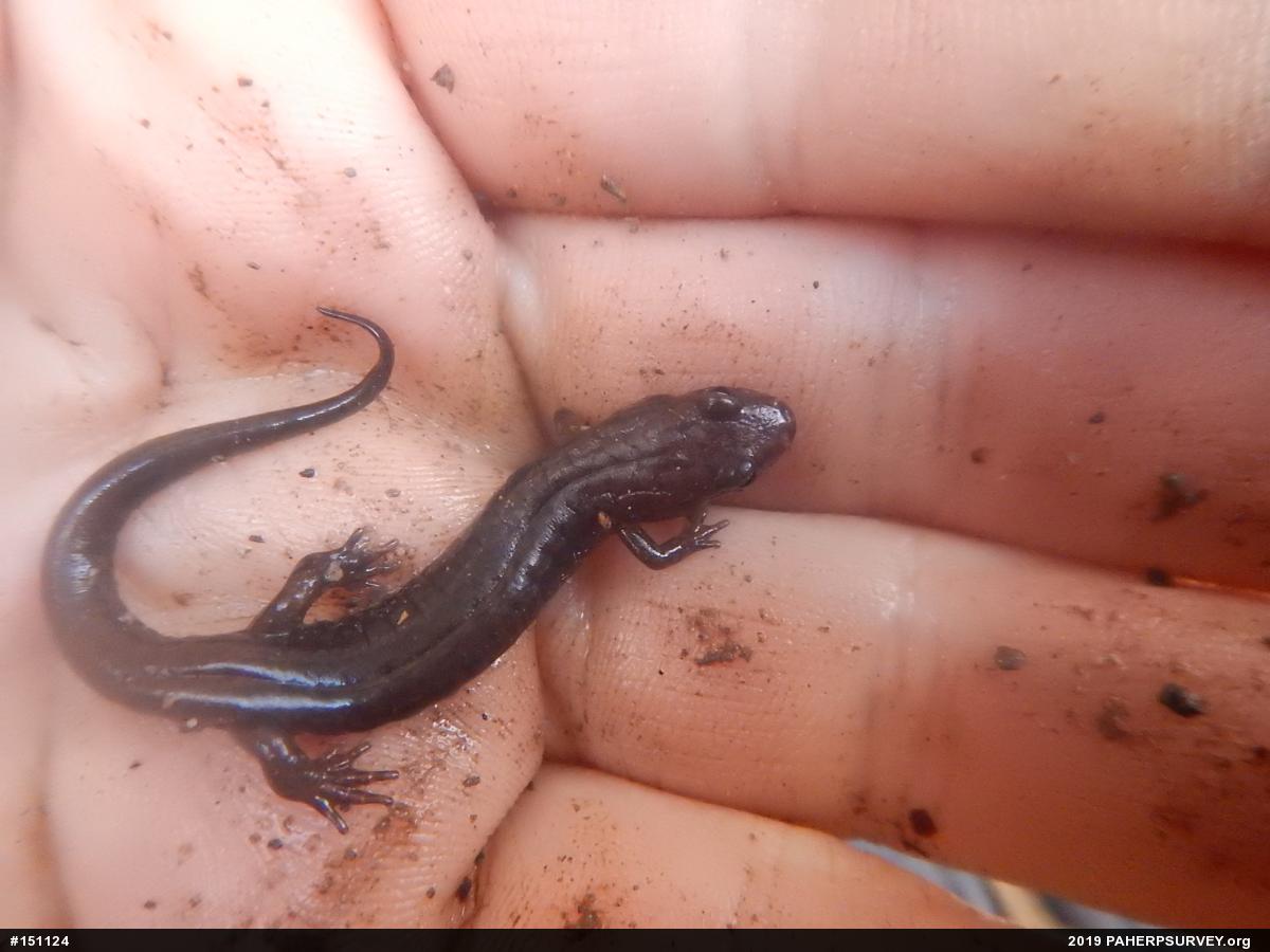 Allegheny Mountain Dusky Salamander