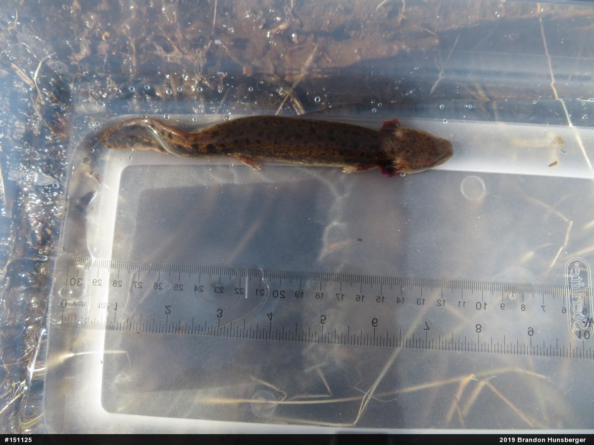 Common Mudpuppy