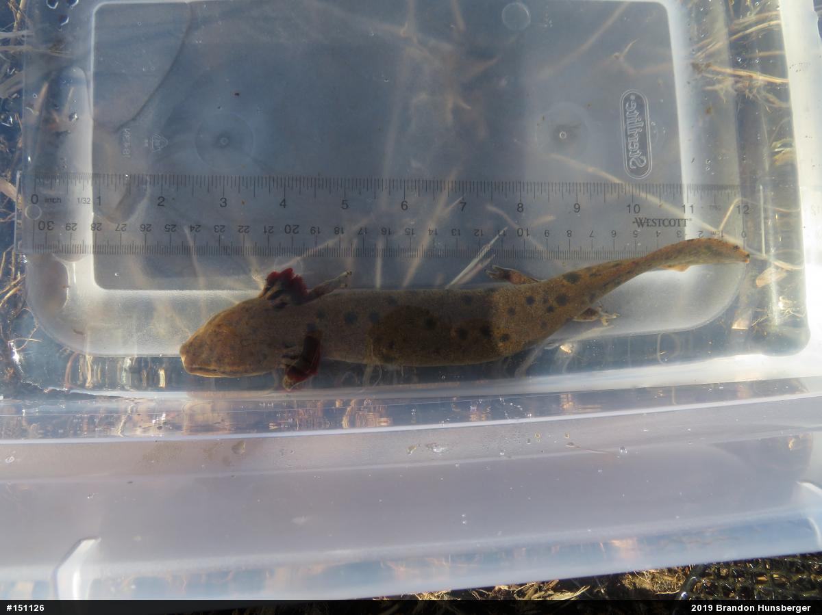 Common Mudpuppy