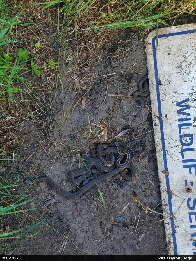 Northern Watersnake